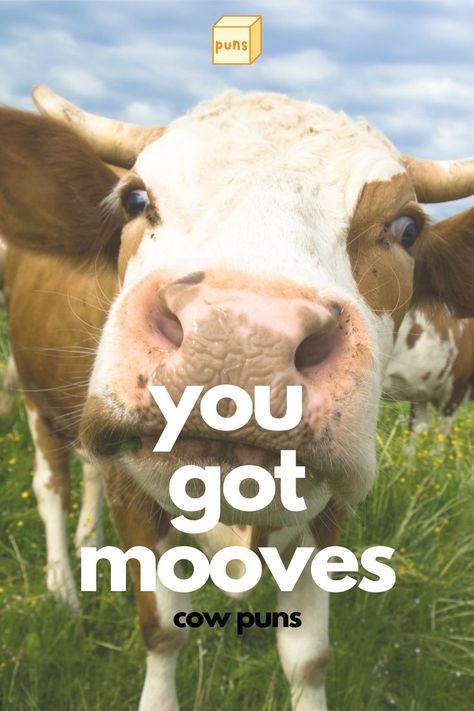 Have you herd of these cow puns? They’re hilariously amoosing and will steer you in a happy mood. Read the best cow puns ever told. Cow Puns, Funny Corny Jokes, Happy Cow, Animal Puns, Corny Jokes, Happy Mood, Cows Funny, Cute Cows, Funny Puns