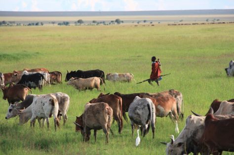 Maasai-Cattle-grazing-in-the-reserve- Cattle Grazing, Maasai People, Masai Mara National Reserve, Luxury Cars Audi, African Ancestry, Cars Audi, Masai Mara, Collar Bone Tattoo, Wildlife Park