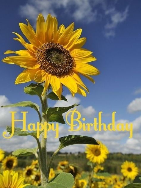 Happy Birthday Sunflower, Happy Birthday Emoji, Happy Birthday Sunshine, Happy Birthday Disney, Happy Birthday Illustration, Birthday Wishes Flowers, Birthday Greetings Friend, Happy Birthday Wishes Photos, Birthday Card Sayings