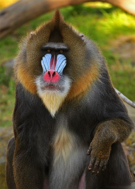 African Creatures, Mandrill Monkey, African Animals Photography, Monkey Photography, Head Honcho, Monkey Pictures, Mandrill, Central Africa, Sale Home