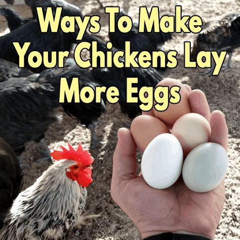 Best Egg Laying Chicken Breeds, How To Make Chickens Lay More Eggs, How To Get Chickens To Lay More Eggs, Quail Garden, Protein For Chickens, Chicken Breeds For Eggs, What To Feed Chickens, Chicken Breeding, Best Laying Chickens