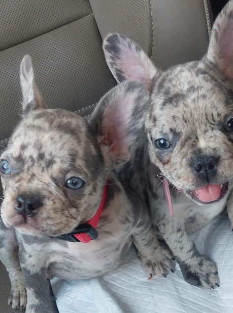 Akc Merle Frenchie Puppies For Sale Frenchie Merle, Merle Frenchie, Frenchie Puppies For Sale, Frenchie Puppies, Merle French Bulldog, Beaumont Texas, Frenchie Puppy, French Bulldog Puppy, Blue Merle