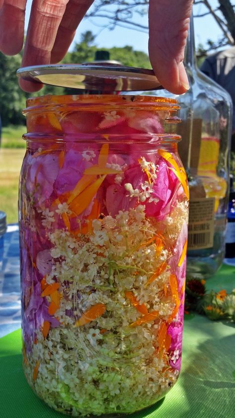 Elderflower, Calendula, Rosa Rugosa Elixir | Herbal Drinks & Tonic Recipes Rose Elixir, Medicinal Flowers, Elixir Recipe, Sweet Potato Oven, Maple Granola, High Antioxidant Foods, Homestead Recipes, Rosa Rugosa, Granola Clusters