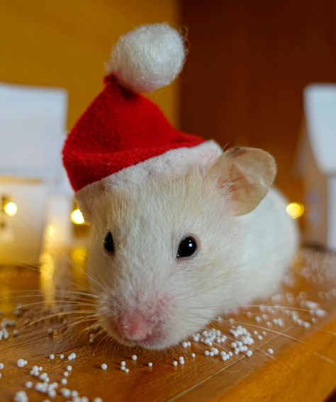 Hamster with Santa hat Hamster Costume, Hamster Life, Snow Village, Christmas Phone Wallpaper, Hamsters, Cute Hamsters, Paper Tree, Kawaii Animals, Silly Animals