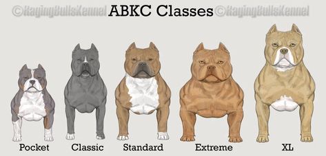 WHAT IS A POCKET SIZE AMERICAN BULLY? MICRO VS POCKET, STANDARD, XL & THE EXOTIC BULLY | Venomline Pitbull Colors, Pocket Bully Puppies, American Bully Kennels, American Bully Pocket, Bully Puppies, Bully Pitbull, Pocket Bully, American Bullies, Bully Dogs