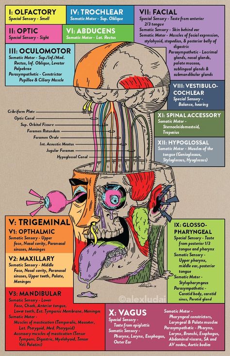 Anatomy Notes, Medical Sign, Clinical Chemistry, Medical Notes, Medical School Life, Nursing School Motivation, Basic Anatomy And Physiology, Nurse Study Notes, Medical Student Study