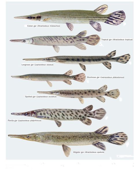 Pin by Andrew Thompson on SciArt | Ancient fish, Marine animals, Aquarium fish Bugs Bunny Drawing, Fish Chart, Ancient Fish, Snakehead Fish, Saltwater Crocodile, Fish Artwork, Monster Fishing, Vintage Fishing Lures, Fish Fish