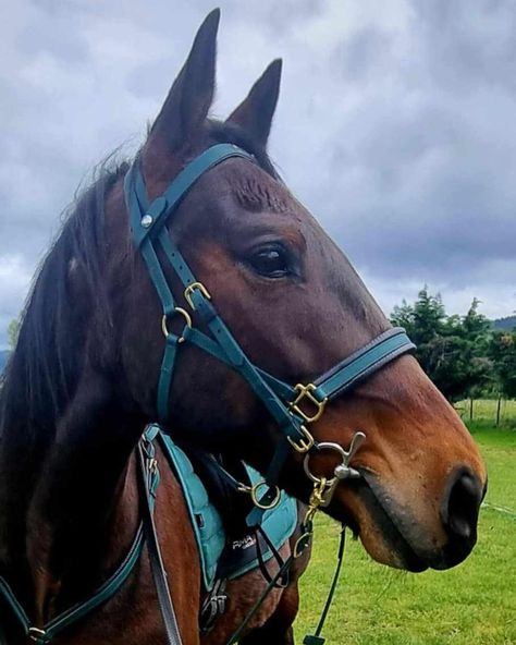 “Be smart. Be like Barry. Barry’s rocking our fully customized endurance set, designed for max comfort, zero maintenance, and durability that lasts ride after ride. Why mess around with high-maintenance leather when you can have waterproof, easy-clean BioThane®? 💚💚💚 Be like Barry—ride smarter, not harder! www.lsequestrian.com #lsequestriannz #BioThaneTack #EnduranceRiding #CustomTack #NoMoreLeatherDrama #endurancehorse #endurancehorses #endurancetraining #horseriding #horseracing #horses #... Endurance Horse, Endurance Training, Smarter Not Harder, High Maintenance, Be Smart, Easy Clean, Horse Racing, Easy Cleaning, Horses