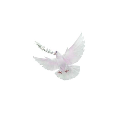 #dove Twitter Png, Dove Aesthetic, Dove Png, Sugar Plum Fairy, Png Icons, All Things Cute, Sugar Plum, Phone Screen, Plum