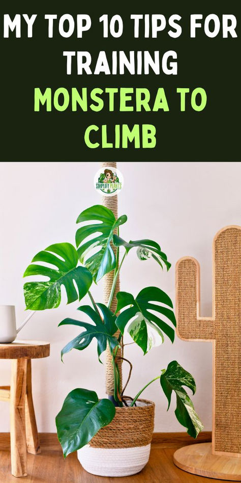 "Unlock the secrets to training your Monstera Deliciosa to climb with our 
comprehensive guide! Discover effective techniques for creating a DIY Coco 
Coir Pole that supports your plant's natural growth. Learn essential 
Monstera care tips for thriving indoor climbing plants, ensuring your 
Monstera pot becomes a stunning focal point in your home. Embrace the 
beauty of climbing Monstera and elevate your indoor garden today!