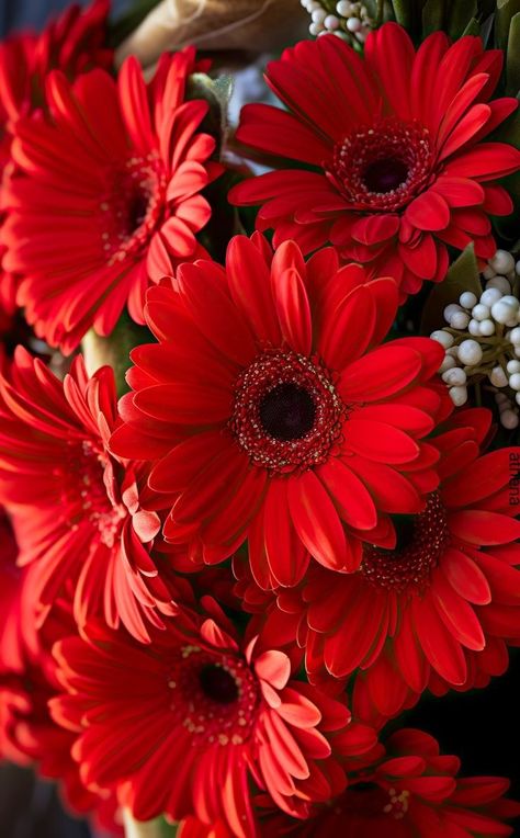 Red Gerbera, Live Fish Wallpaper, Modern Nail Art, Gerbera Flower, Beautiful Flowers Photos, Beautiful Red Roses, Fish Wallpaper, Gerbera Daisy, Autumn Scenery