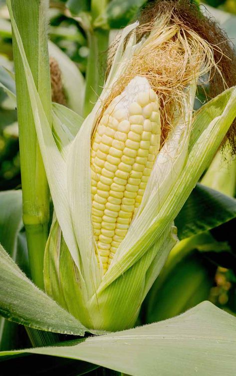 Corn In Garden, Food From Plants, Corn Growing, Growing Sweet Corn, Recipes Corn, Ear Of Corn, Growing Corn, Plants Vegetables, Organic Pesticide