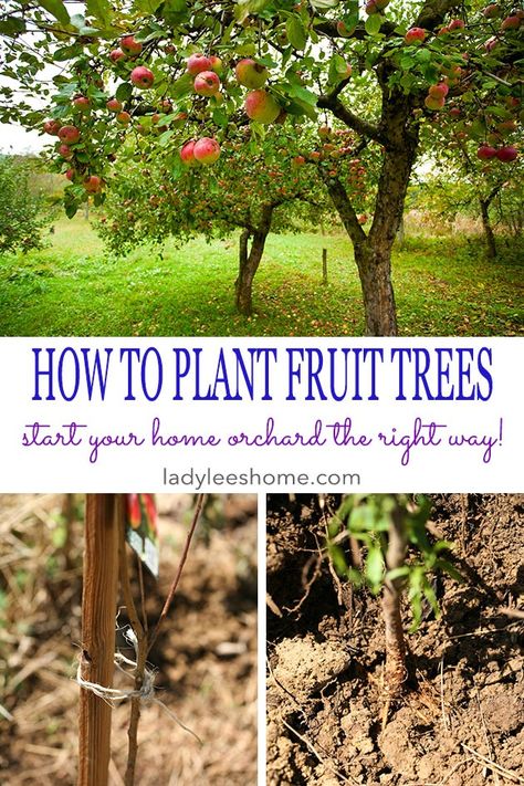 Plant Fruit Trees, Planting Fruit, Fruit Trees Backyard, Planting Fruit Trees, Fruit Tree Garden, Orchard Garden, Balkon Decor, Growing Fruit Trees, When To Plant