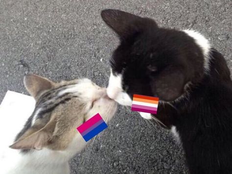 Bi Lesbian Flag, Lesbian Flag Aesthetic, Bi Aesthetic, Couple Cat, Lgbt Humor, Lgbtq Funny, Pride Stuff, Lesbian Flag, Lgbtq Flags