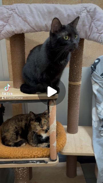 Marin Humane on Instagram: "A mellow autumn afternoon with Trixie and Lucy, a pair of lovely bonded ladies waiting for you at our shelter. ���🍁🧡

#adoptus #adoptacat #sheltercats #bondedpair #sheltercatsofinstagram" Mellow Autumn, Autumn Afternoon, Cat Adoption, Kung Fu, Cats Of Instagram, Instagram A, Cute Cats, Dog Cat, Adoption