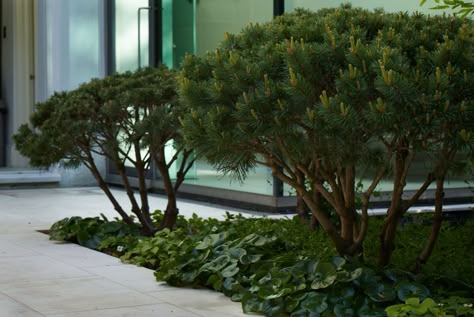 Islington 1, London | Philip Nixon Design Pinus Mugo Mops, Pine Tree Garden Ideas, Mugo Pine, Residential Garden, Pinus Mugo, Pine Garden, Professional Landscaping, Garden Shrubs, Pine Design