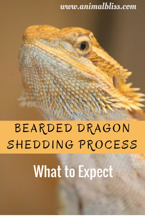 Is your Bearded Dragon looking a dull, grayish? It's most likely going through the Bearded Dragon shedding process. Read all about it here. Breaded Dragon, Cute Bearded Dragon, Dragon Facts, Bearded Dragon Diy, Dragon Terrarium, Bearded Dragon Terrarium, Bearded Dragon Cage, Bearded Dragon Food, Bearded Dragon Habitat