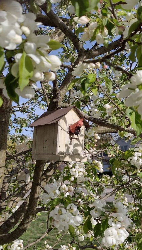 Michigan Spring, Yellow Blossom, Detroit Area, Hallmark Cards, Spring Photos, Welcome Spring, Spring Has Sprung, Fairy Land, Spring Green