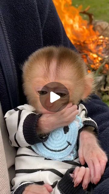 Monkey Videos, Video Baby, Baby Monkey, Baby Gif, Primates, Monkeys, Cute Animals, Audio, On Instagram