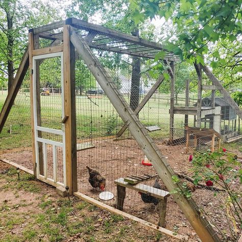 Ginny Sudyk 🐶🌿 on Instagram: “The climbing roses are finally starting to grow up the side of the chicken run! And are officially blooming 🌷  I think this old swing set…” Chicken Run On A Slope, Chicken Run Extension, Barnyard Chickens, Chicken Run Ideas, Backyard Homesteading, Duck Stuff, Duck Rabbit, Easy Chicken Coop, Duck Coop