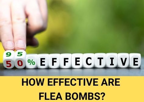 What are flea foggers or flea bombs, and where are they used? Flea Bomb, Ants In House, Flea Spray, Flea Control, Life Stages, Active Ingredient, Family Members