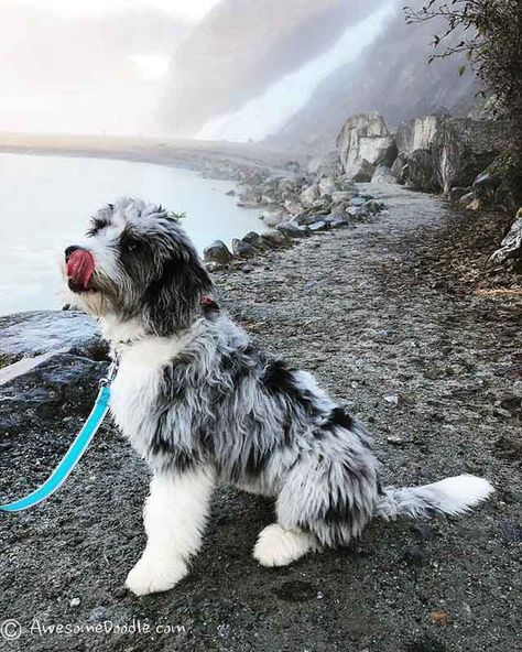 Australian Shepherd Dogs, Doodle Dog, Poodle Mix, Dog Agility, Australian Shepherd, Beautiful Dogs, Dog Life, Dog Love, Dog Mom