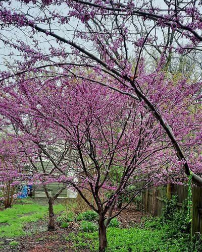 10+ Dwarf Redbud Tree Varieties – World of Garden Plants Eastern Redbud Tree Landscapes, Red Bud Trees Landscaping, Redbud Tree Landscaping, Rising Sun Redbud, Eastern Redbud Tree, Redbud Trees, Cercis Canadensis, Trees For Front Yard, Eastern Redbud