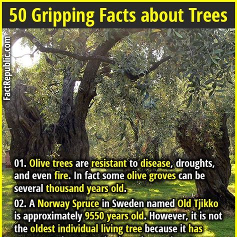 50 Interesting and Gripping Facts about Trees | Fact Republic Facts About Trees, Crooked Forest, Old Olive Tree, Irish Mob, About Trees, Norway Spruce, Fact Republic, Unexplained Mysteries, Outdoor Education