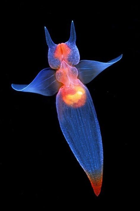 Cool Sea Creatures, Sea Angel, Creature Marine, Marine Organism, Fauna Marina, Underwater Animals, Deep Sea Creatures, Life Aquatic, Sea Slug