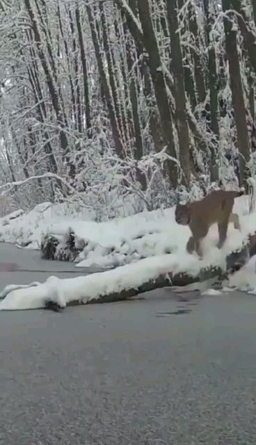 Pete Maina on Instagram: "Always check ice first!!! Retreat or adapt as necessary! #icefishing #icecheck" Ice Cracking, Animals Amazing, Interesting Animals, Winter Nature, Majestic Animals, Cute Wild Animals, Big Cat, Cute Animal Videos, Sweet Animals