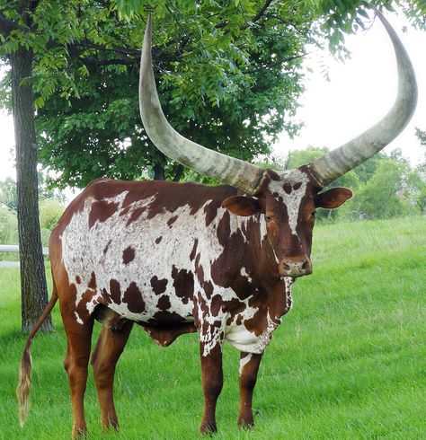 The African AnKole - Watusi Cattle; by Barbara Eckstein - Often referred to as 'Cattle of Kings', the ancestry of these cattle dates back more than 6,000 years. The horns are long and symmetrical with a base large and proportional to horn length. The cattle tolerate temperature and weather extremes well. The large horns act as radiators; blood circulating throughout the horn area is cooled and then returned to the main body. This allows excess heat to be dispersed. Watusi Cattle, Ankole Cattle, Ankole Watusi, Livestock Animals, Long Horns, Longhorn Cattle, Longhorn Cow, Beef Cattle, Bull Horns