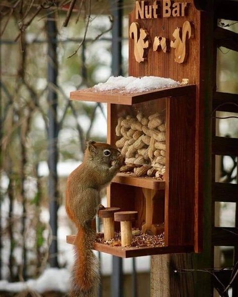 Squirrel Feeder Diy, Squirrel Feeders, Homemade Bird Houses, Bird Houses Ideas Diy, Squirrel Feeder, Nut Bar, Garden Crafts Diy, Bird Houses Diy, Scrap Wood Projects