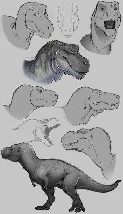 How To Draw Dinosaurs, Dinosaur Reference, Dino Drawing, Dinosaur Sketch, Dinosaur Images, Dinosaur Drawing, Dinosaur Pictures, Dinosaur Illustration, Jurassic World Dinosaurs