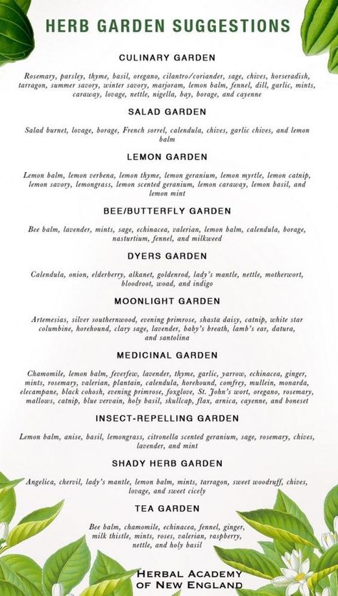 Herbal Academy, Tea Gardens, Medicinal Herbs Garden, Magia Das Ervas, Types Of Herbs, Herb Garden Design, Garden Types, Tea Garden, Lemon Balm