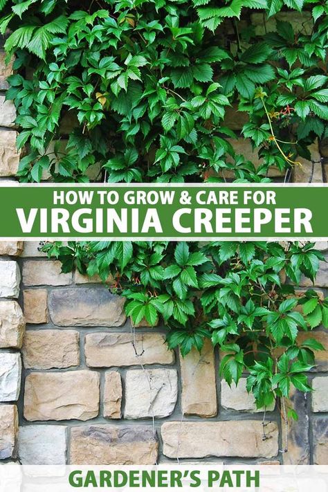 Creeping Virginia Vine, Virginia Creeper Pergola, Vine Covered Fence, Growing Vines On Fence, Virginia Creeper On House, Juglone Tolerant Plants, Virginia Creeper Trellis, Virginia Creeper Fence, Ivy Fence Ideas