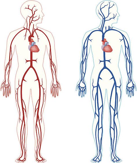 anatomy reference Animal Cell Project, Abdominal Aorta, Cells Project, Biology Classroom, Systems Art, Arteries And Veins, Animal Cell, Spine Health, German Language Learning