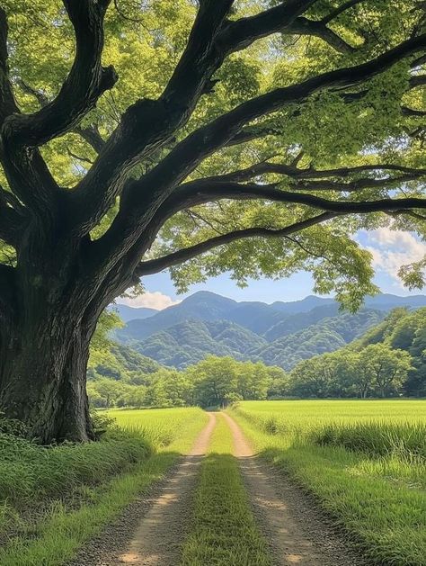 Pretty Landscapes, Dirt Road, Nature Aesthetic, Pretty Places, Nature Pictures, 그림 그리기, Pretty Pictures, Beautiful Landscapes, Mother Nature