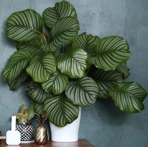 Orbifolia Calathea, Calathea Musaica, Big Leaf Plants, Indoor Tropical Plants, Calathea Orbifolia, Plant Goals, Calathea Plant, Plant Care Houseplant, Best Indoor Plants