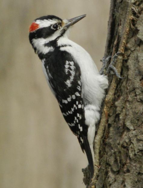 Male hairy woodpecker Downey Woodpecker, Downy Woodpecker, Bird Identification, Woodpeckers, Kinds Of Birds, Bird Watcher, Wood Bird, Backyard Birds, Bird Pictures