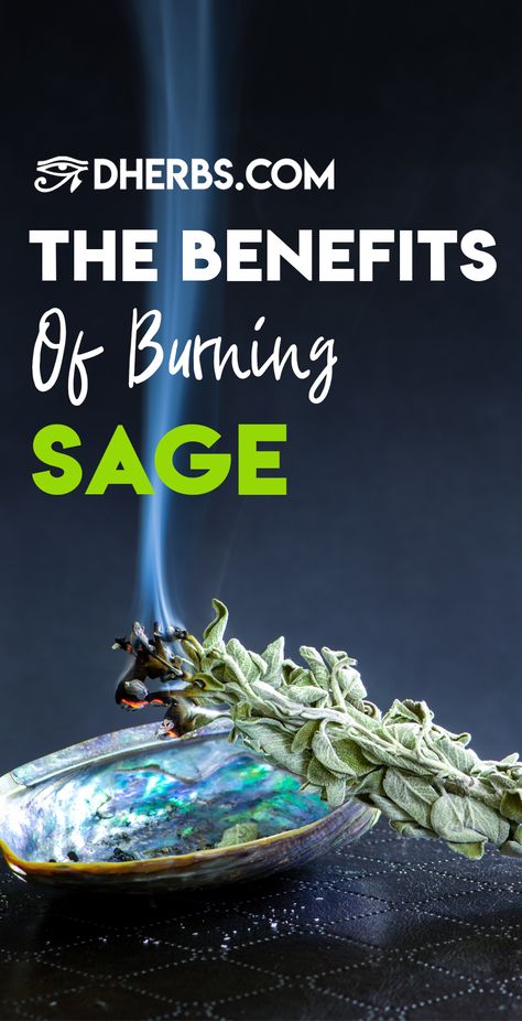 Benefits Of Burning Sage, Burning Bay Leaves, Clear Energy, Severe Asthma, Natural Things, Burning Sage, Sage Smudging, Aromatic Plant, Thanksgiving Dishes