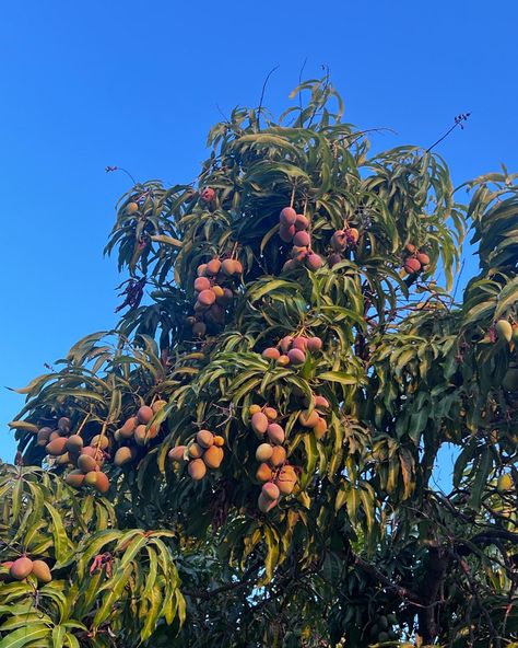 Mango tree aesthetically pleasing Mangoes Aesthetic, Mango Girls Aesthetic, Summer Fruit Aesthetic, Mango Tree Aesthetic, Mango Aesthetic Fruit, Mango Tree Photography, Tropical Fruits Aesthetic, Fruit Trees Aesthetic, Tropical Fruit Aesthetic