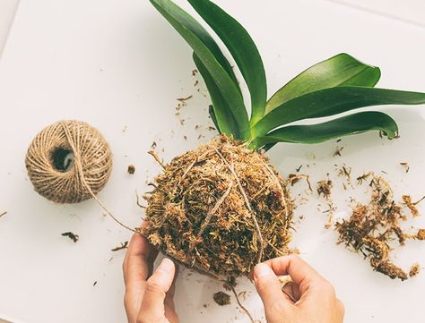 Complete Guide to Kokedamas: How to Make a Japanese Moss Ball Potting Mix Recipe, Money Plant Decor, Orchid Potting, Japanese Moss Balls, Moss Planter, Money Plants, Orchid Potting Mix, Japanese Plants, Orchid Flower Arrangements