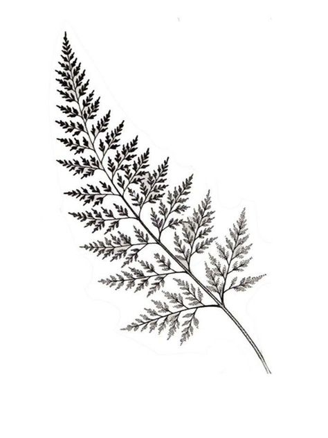 Bracken Fern Tattoo, Fern And Flower Tattoo, Fern Leaf Tattoo, Tattoos Feminine, Fern Tattoo, Nicole Brown, On Tattoo, Symbol Of Life, Botanical Tattoo