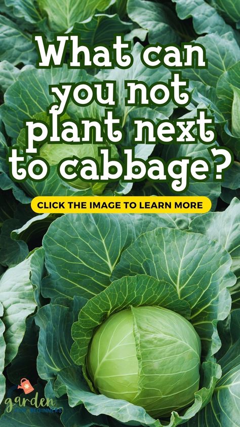 Ready to plant cabbage but need to know about cabbage companion plants? Cabbage is a simple vegetable to cultivate in your backyard garden because it requires little upkeep and can withstand a frost or two. Growing companion plants alongside your cabbage will aid in the growth of the crop. Cabbage Companion Planting, Cabbage Plants Gardening, Planting Cabbage, Suburban Homesteading, Growing Cabbage, Celery Plant, Garden For Beginners, Cabbage Plant, Garden Hacks Diy