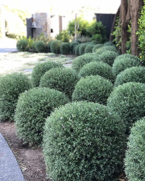 Rosemary Bush, Topiary Balls, Mass Planting, Ball Topiary, Dubai Garden, Woodland Park, Design Landscape, Cool Plants, Rosemary