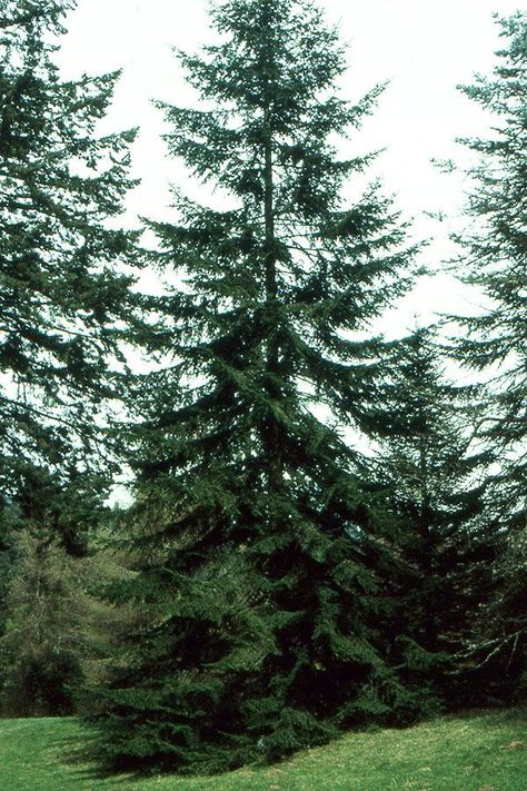 Silver Fir, Oregon State University, Landscaping Plants, Image Types, Google Images, Natural Landmarks, Plants, Silver