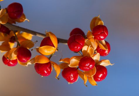 If one bittersweet vine isn’t enough for your garden, you can propagate it and grow more. You can either start growing bittersweet cuttings or plant bittersweet seeds. If you are interested in propagating American bittersweet vines, click here for tips. Bittersweet Plant, Belladonna Flower, Bittersweet Vine, Types Of Red, Growing Vines, Garden Vines, Flowering Vines, Gardening Supplies, Autumn Garden