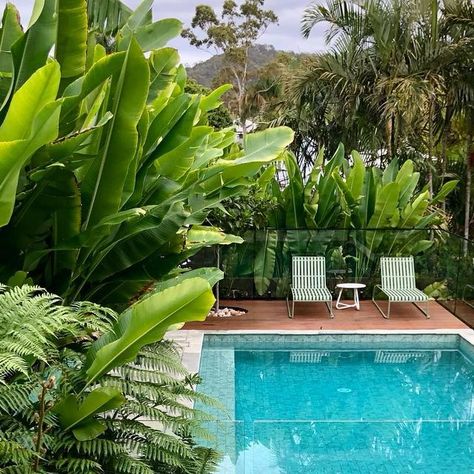 Definition Landscape & Design on Instagram: "Bardon garden planting taking pride of place around the pool 🌴 Considered planting around a pool can offer privacy, shade, and soften structures. Here Heliconia and Cyathea (among many others!) are pulling their weight 💪 Design - @definitionlandscape @elizabeth_weyer Construction - @definitionlandscape Pool - @noblepools" Pool Privacy Landscaping, Modern Tropical Home, Pool Privacy, Privacy Landscaping, Tropical Home, Modern Tropical, Rooftop Garden, Pool Landscaping, Cozy House