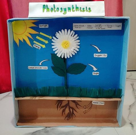 Photosintesis Project, Photosynthesis Projects, Process Of Photosynthesis, Pretty Braided Hairstyles, 3d Drawings, Photosynthesis, Botany, The Process, Braided Hairstyles