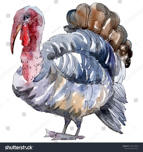 Watercolor Turkey, Turkey Illustration, Turkey Drawing, Turkey Farm, Turkey Painting, Turkey Images, Turkey Art, Turkey Stock, Turkey Photos